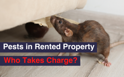 Pests in Rented Property: Who Takes Charge?