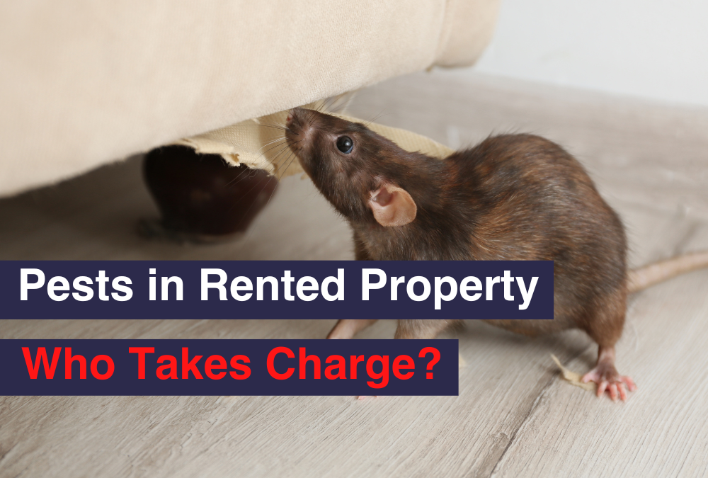 Pests in Rented Property: Who Takes Charge?
